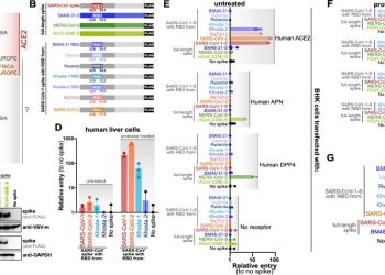 Virus Khosta-2 (dallo studio su PloS)
