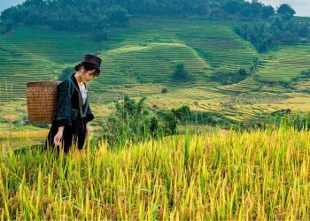 Riso ibrido cinese (Pixabay)