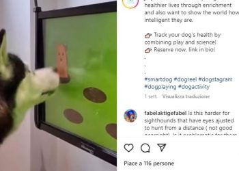 Videogioco per cani (screen da Instagram)