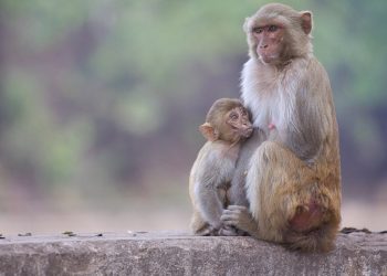 Scimmie (Foto: Pixabay)