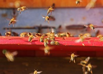 Gli insetti provano dolore (Pexels)