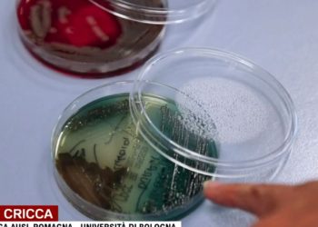 Dei super batteri, colpevoli dell'antibiotico-resistenza (Rai 3, Report)