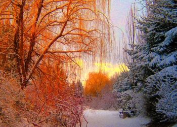 Yule: cos'è la festa della luce pagana (Pexels)