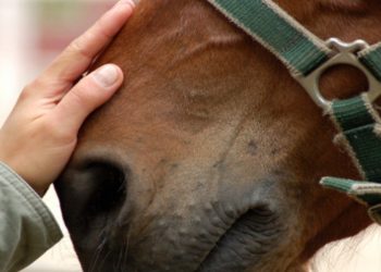 Francia, caso di frode sulla carne di cavallo. (Foto: Web)
