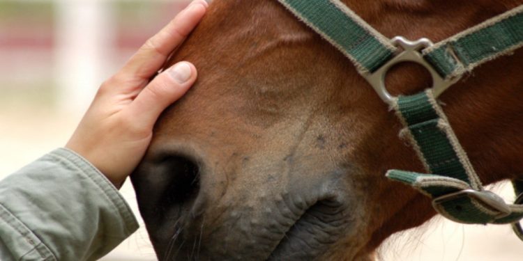 Francia, caso di frode sulla carne di cavallo. (Foto: Web)