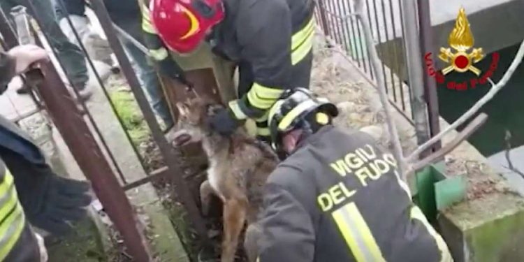 Salvataggio lupo a Verona (Vigili del Fuoco, 2023)