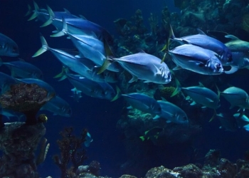 Pesci (foto: Pixabay)