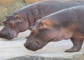 ippopotami Pablo Escobar