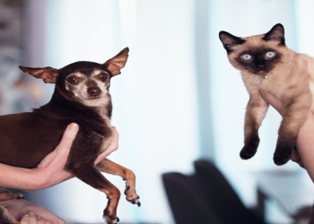 Dichiarazione dei redditi spese veterinarie, pexels