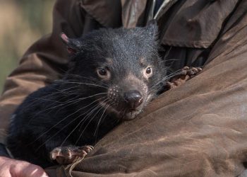 Diavolo della Tasmania (Foto: Pixabay)