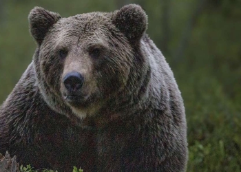 Un esemplare di orso bruno