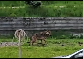 Lupo ad Auronzo (screen da Youtube)