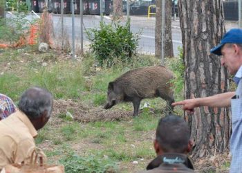 Cinghiale nel parco della via Cassia a Roma (LaPresse)