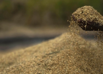 Riso raccolto in India (Lapresse)