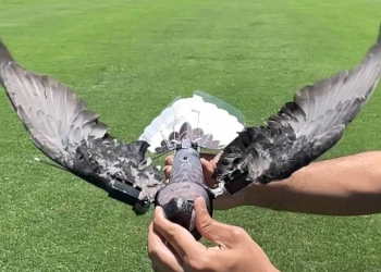 Uccelli morti trasformati in droni (screen da Twitter)