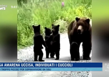 Il caso dell'orsa Amarena a Morning News