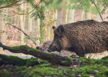 Image by Paul Henri Degrande from Pixabay