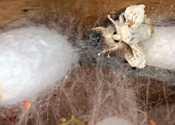 La farfalla esce dal bozzolo