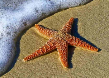 Stella marina (Foto: da Pixabay)