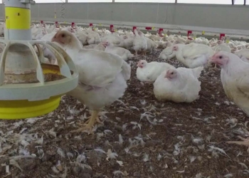 Allevamento di polli, screen da Youtube