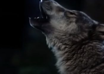 Il richiamo della foresta (Screenshot)