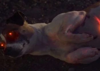 Il cane robot, nel film su Italia 1 (Foto Web)