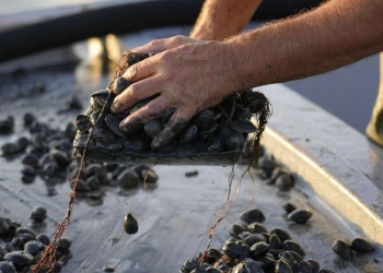 Vongole d'allevamento (Lapresse)