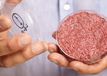 Un hamburger di carne coltivata (Ansa)