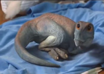 Il piccolo dinosauro del film del pomeriggio su Italia 1 (Screenshot)