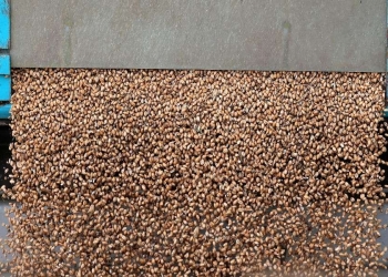 Un container che trasporta grano (Ansa)