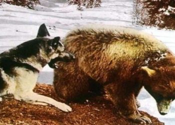 Una scena del film nel pomeriggio di Rete 4 (Foto Web)