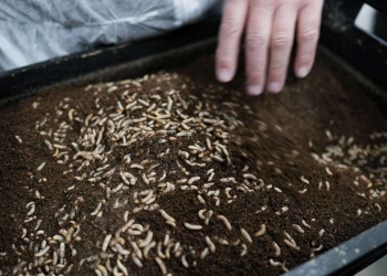 Le larve da utilizzare per la farina (Ansa)