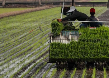 Coltivazione di riso bianco in Malesia (Ansa)