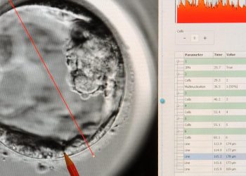 Embrione e fecondazione vitro