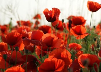 Immagini auguri buona festa della Liberazione 2025