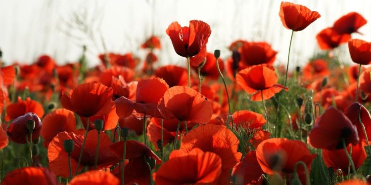 Immagini auguri buona festa della Liberazione 2025