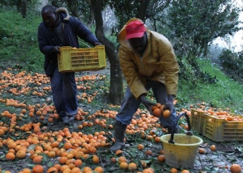 Braccianti immigrati (Ansa)