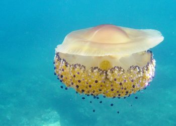 Di Esculapio - Opera propria (personal work), CC BY 2.5, https://commons.wikimedia.org/w/index.php?curid=4790430