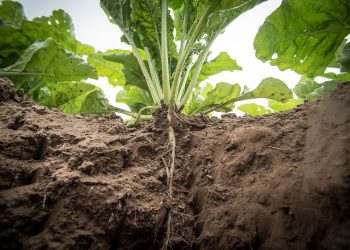 Coltivazione barbabietole da zucchero