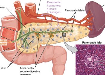 Cos’è il tumore al pancreas di Eleonora Giorgi