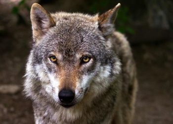 Foto in primo piano di un lupo in una foresta. (Fonte: Pexels)
