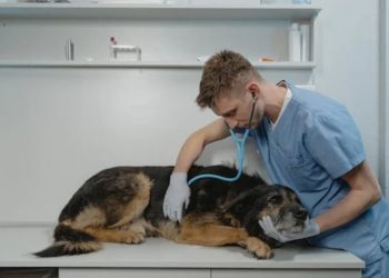 Cane dal veterinario (Fonte: Pexels)