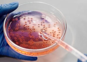 Microorganismi dentro un contenitore (Fonte: Pexels)