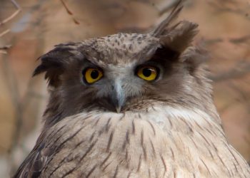 Un gufo pescatore di Blakiston (foto di Tokumi da Wikipedia)