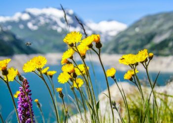 (foto Biancamentil, Pixabay)