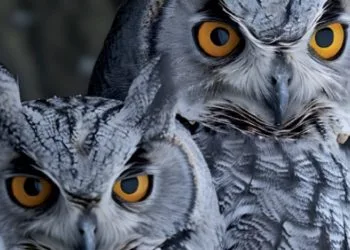 Particolare della copertina del vol. 1 (foto Storie, di Giovanni Santarossa)