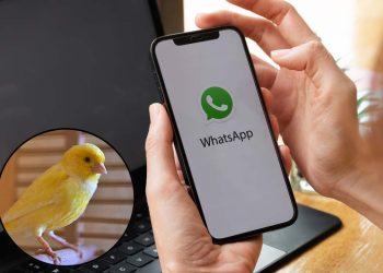 whatsapp modalità canarino