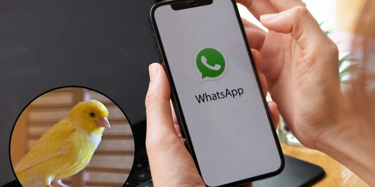 whatsapp modalità canarino