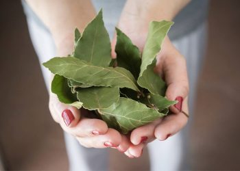 Alloro nelle piante perché metterlo