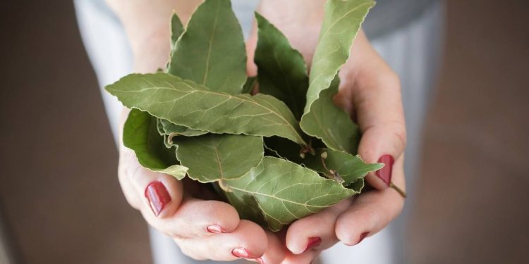 Alloro nelle piante perché metterlo